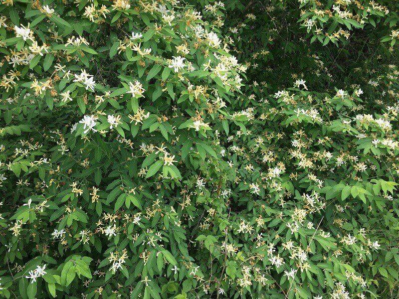 Woodland Edges Give Honeysuckle An Advantage