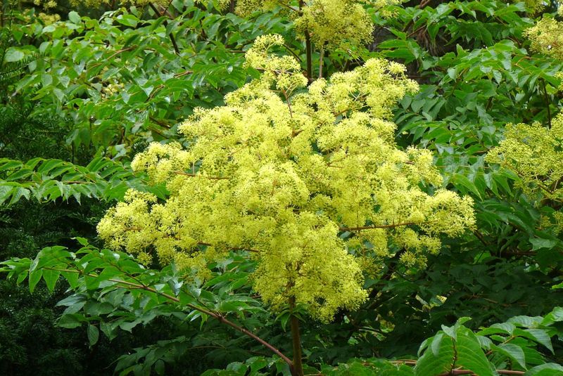 Woodland Edges Give This Striking Native Room To Grow Woodland Edges Give This Striking Native Room To Grow