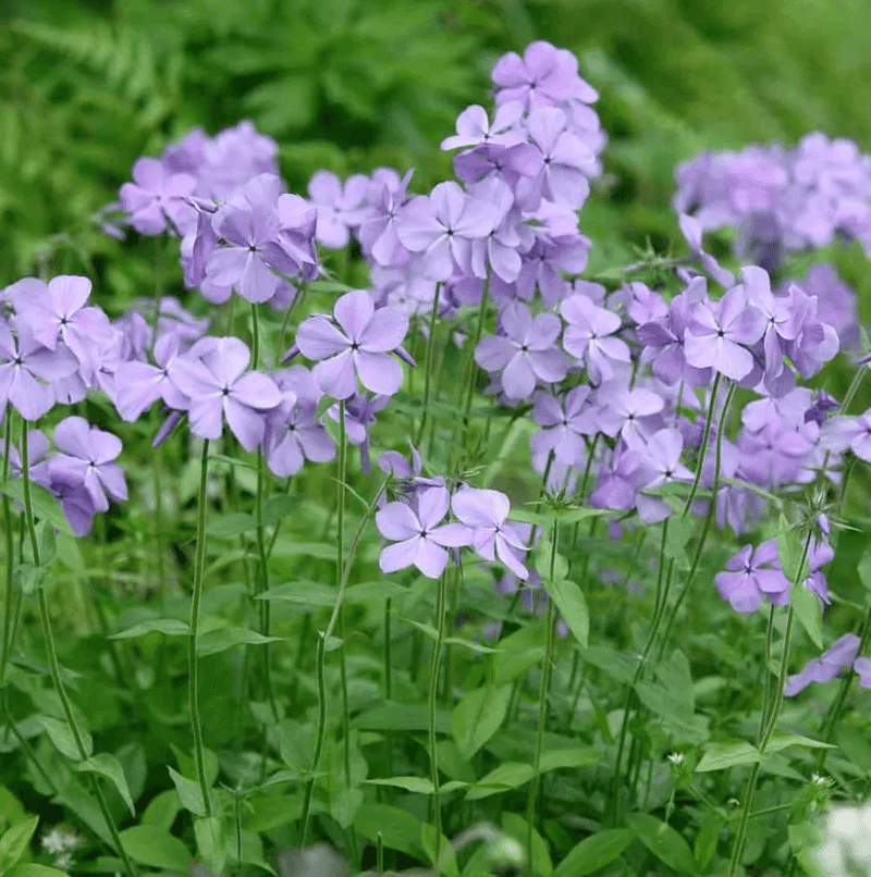 Woodland Phlox For Fragrant Lavender Carpets Woodland Phlox For Fragrant Lavender Carpets