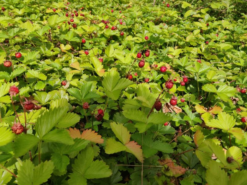 Woodland Strawberry Fills Gaps Between Plants Woodland Strawberry Fills Gaps Between Plants