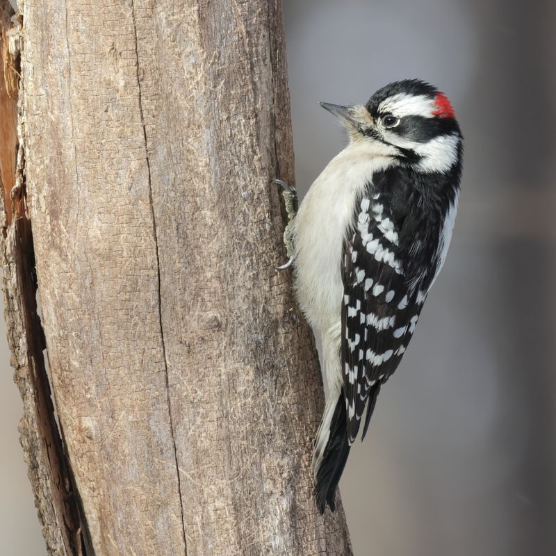 Woodpeckers Scouting For A Cozy Winter Roost