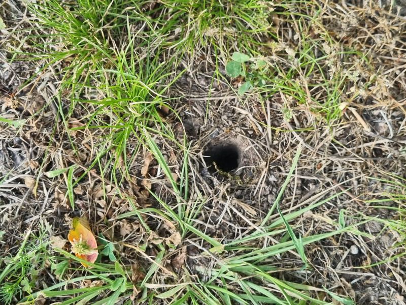Woodpile Tunnel Openings