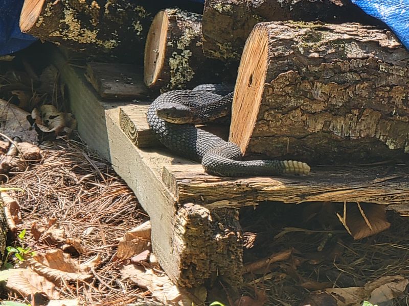 Woodpiles And Rock Piles Provide Hidden Shelter Woodpiles And Rock Piles Provide Hidden Shelter
