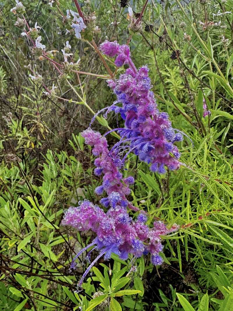Woolly Blue Curls Draws Pollinators With Fuzzy Blooms Woolly Blue Curls Draws Pollinators With Fuzzy Blooms