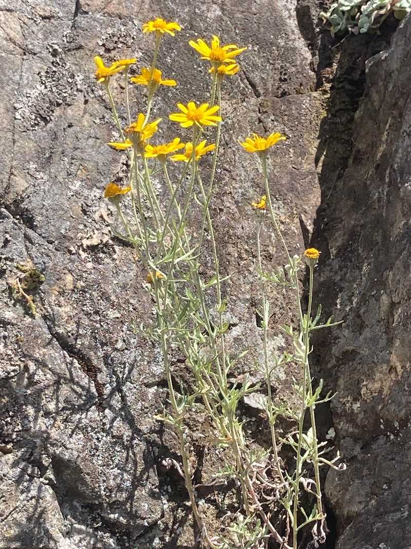 Woolly Sunflower Adds Gold Through Late Spring