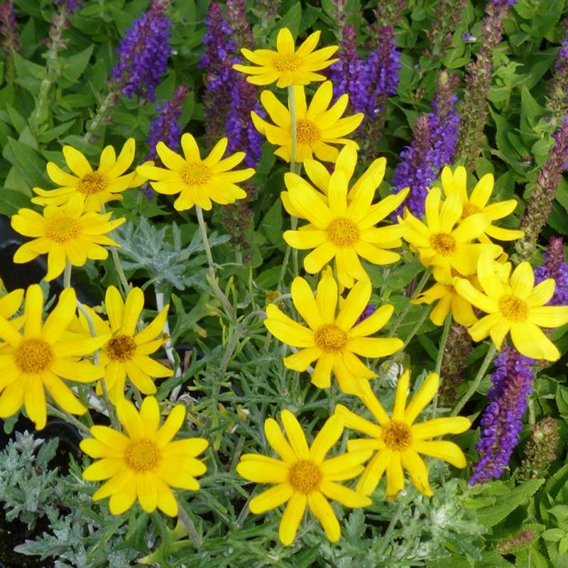 Woolly Sunflower Adds Silver Foliage And Gold Blooms