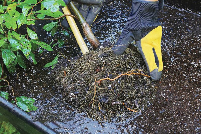 Working Wet Clay Can Smear The Planting Hole