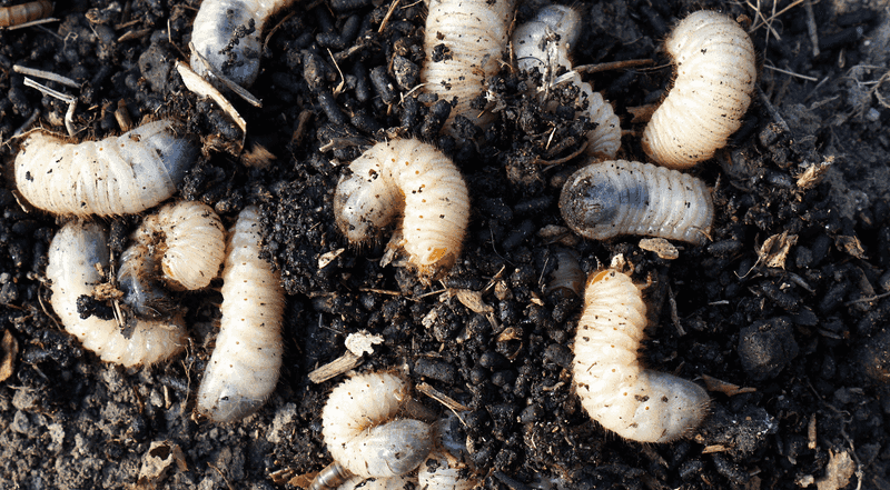 Worms Grubs And Insects May Be The Real Attraction Worms Grubs And Insects May Be The Real Attraction