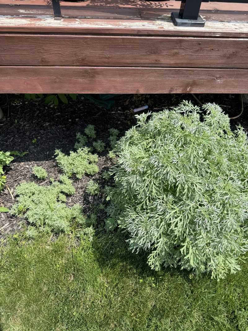 Wormwood Brings A Bitter Aroma To Sunny Containers