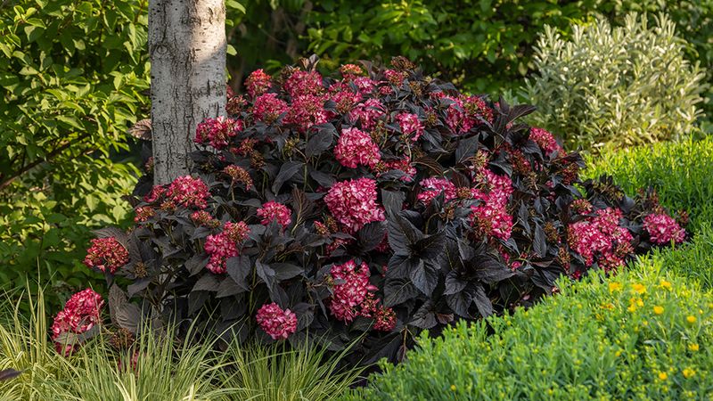 Would Eclipse earn a place in your Oregon garden?