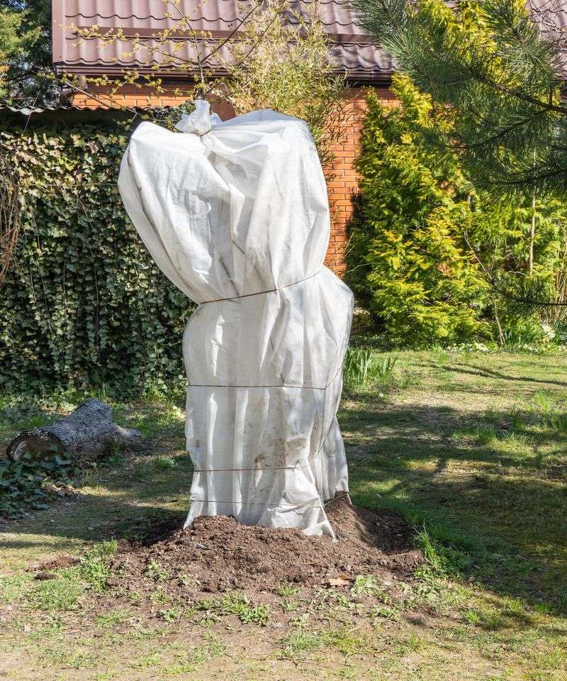 Wrap And Insulate Your Fig For Winter