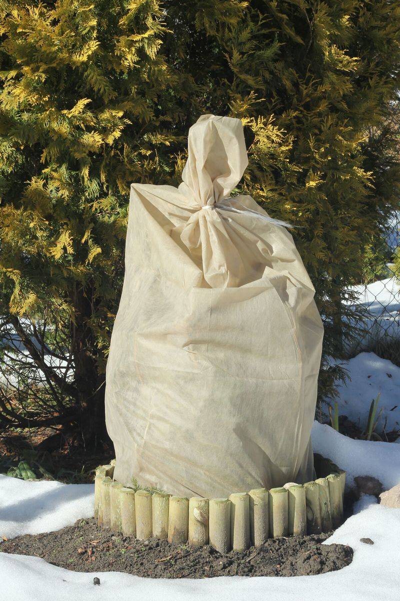Wrap Tender Roses With Burlap Or Rose Cones Wrap Tender Roses With Burlap Or Rose Cones