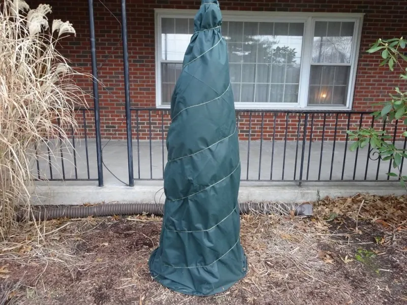 Wrap The Tree Once The Leaves Drop Wrap The Tree Once The Leaves Drop