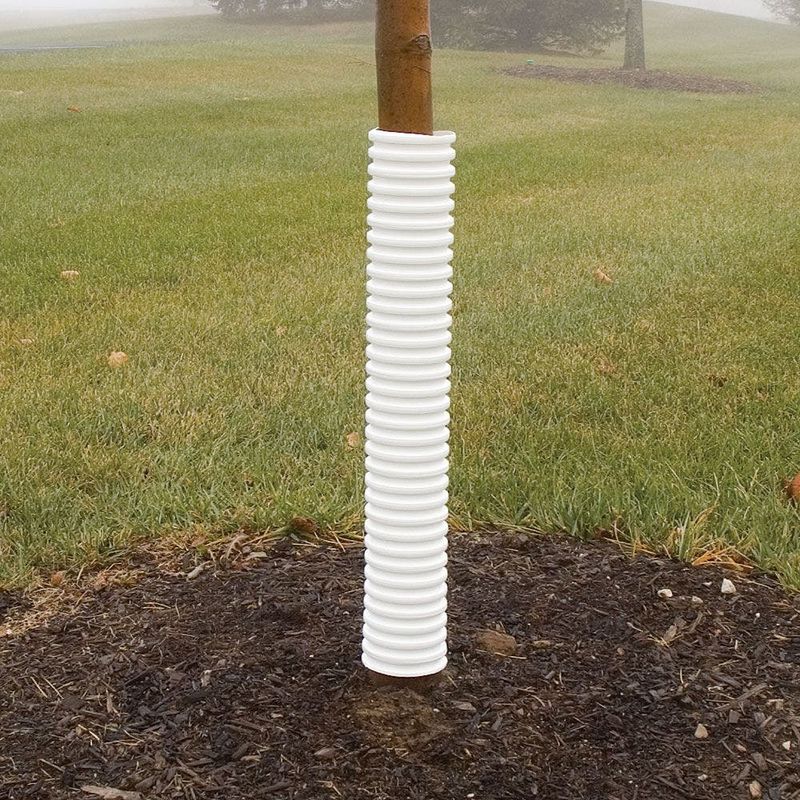 Wrap Trunks With Corrugated Plastic Drain Pipe