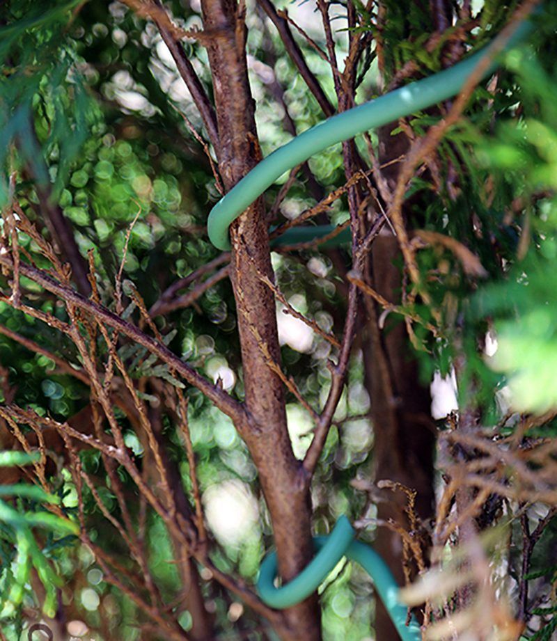 Wrapping Too Tightly Around Evergreen Branches Wrapping Too Tightly Around Evergreen Branches