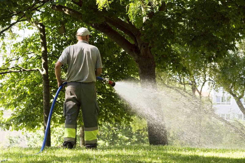 Yard Care That Keeps Local Trees On Schedule