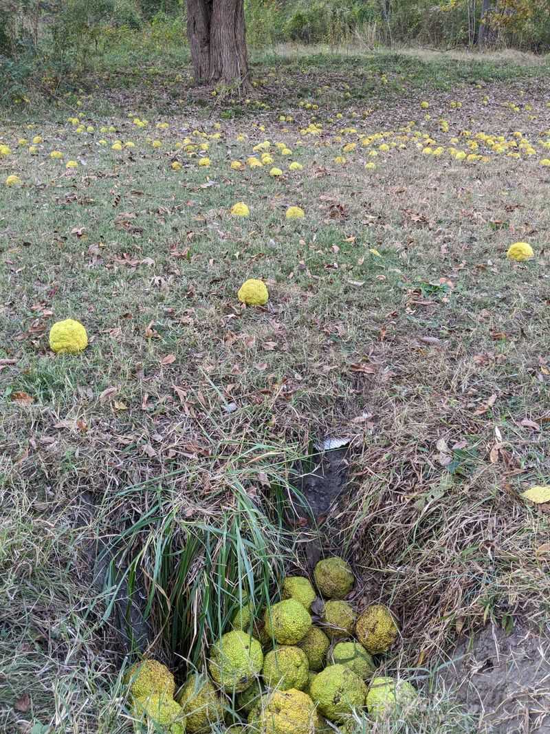Yard Cleanup For Property Owners With Hedge Trees Yard Cleanup For Property Owners With Hedge Trees