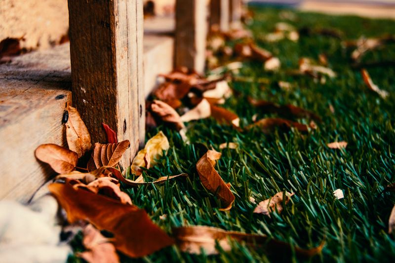 Yard Habits That Give Them A Fair Shot