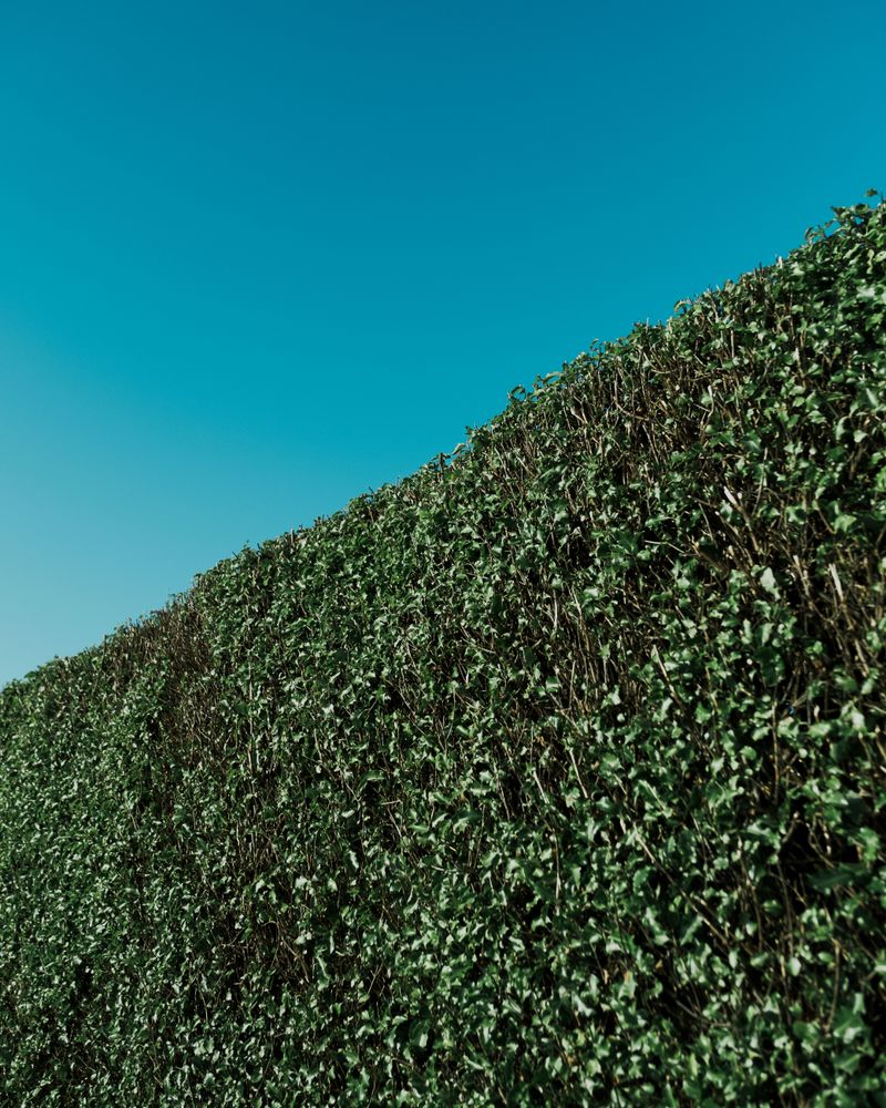 Yard Habits That Make Your Property Less Appealing