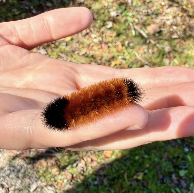 Yard Habits That Welcome Isabella Tiger Moths Yard Habits That Welcome Isabella Tiger Moths