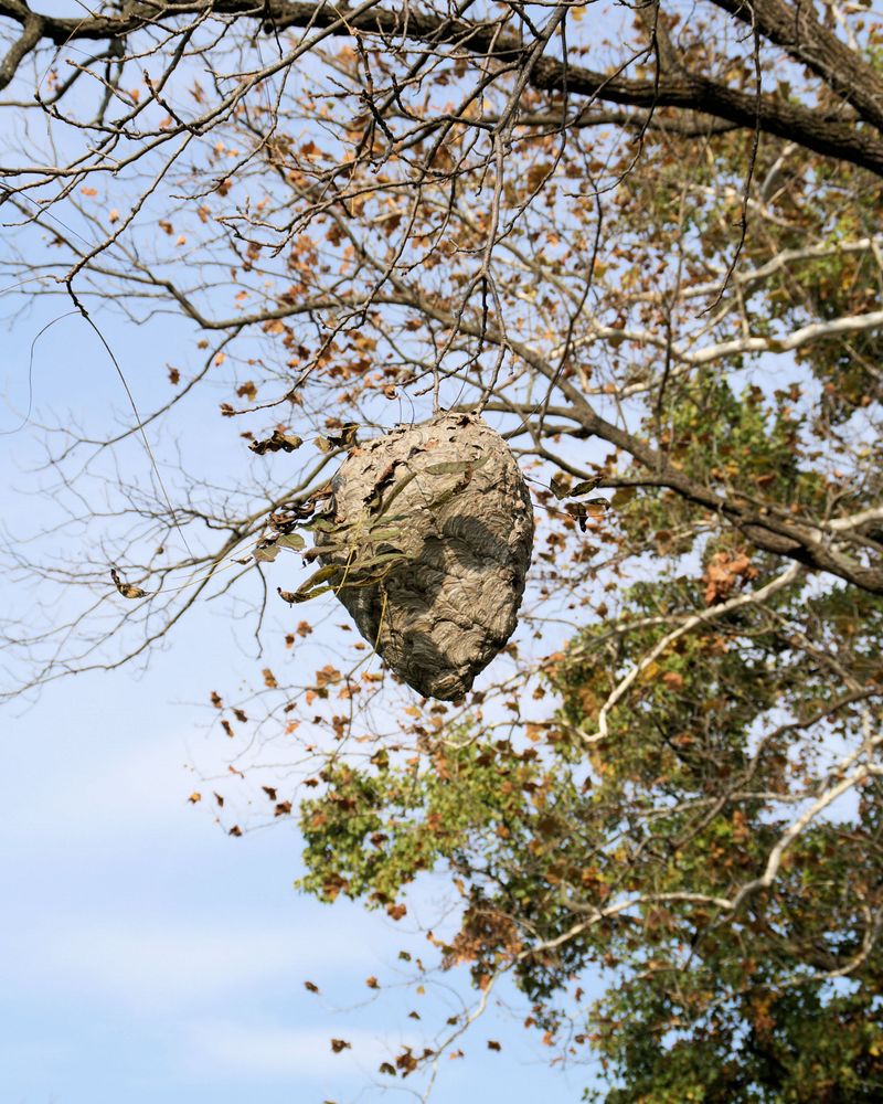Yard Work Season Overlaps With Nest Season Yard Work Season Overlaps With Nest Season