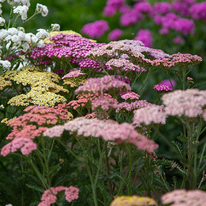 Yarrow (Achillea) Yarrow (Achillea)