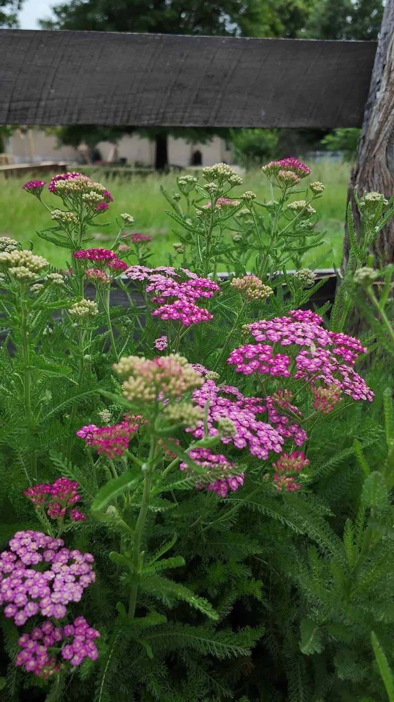 Yarrow (Achillea)