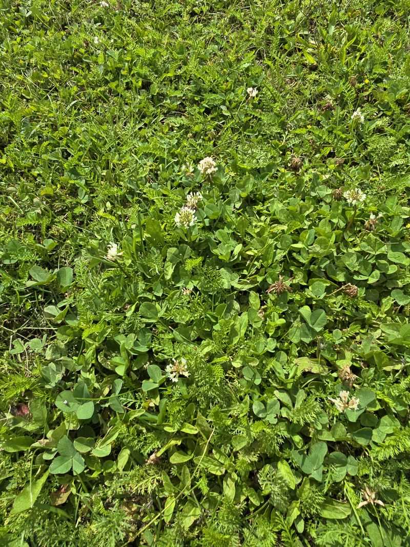 Yarrow Brings Flat-Topped Blooms Through Summer