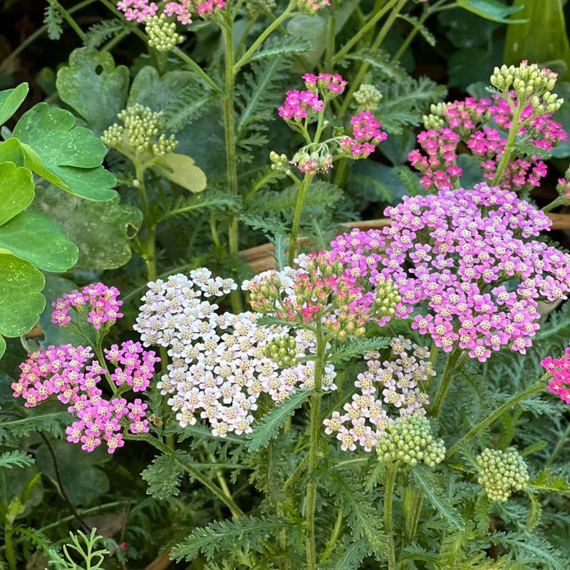 Yarrow Flops When Soil Gets Too Rich