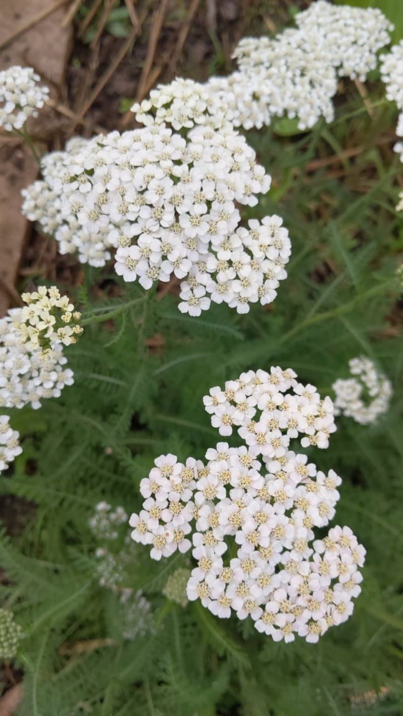 Yarrow Rounds Out A Pollinator Friendly Yard Yarrow Rounds Out A Pollinator Friendly Yard