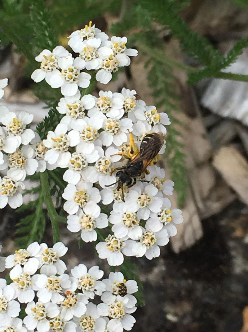 Yarrow Rounds Out A Pollinator Friendly Yard