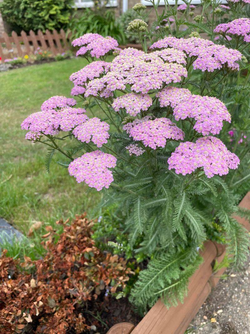 Yarrow Sells Out For Fire-Wise Landscaping Yarrow Sells Out For Fire-Wise Landscaping