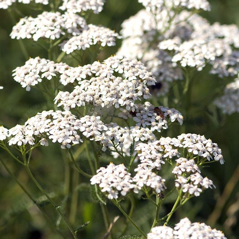 Yarrow