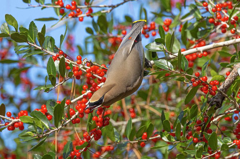 Yaupon Holly