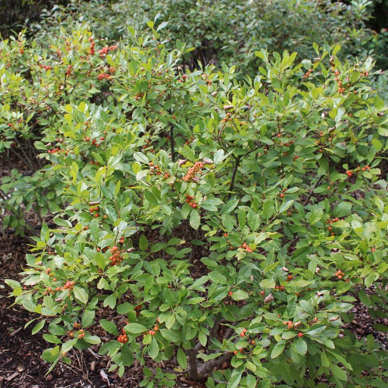 Yaupon Holly Builds A Living Evergreen Wall Yaupon Holly Builds A Living Evergreen Wall