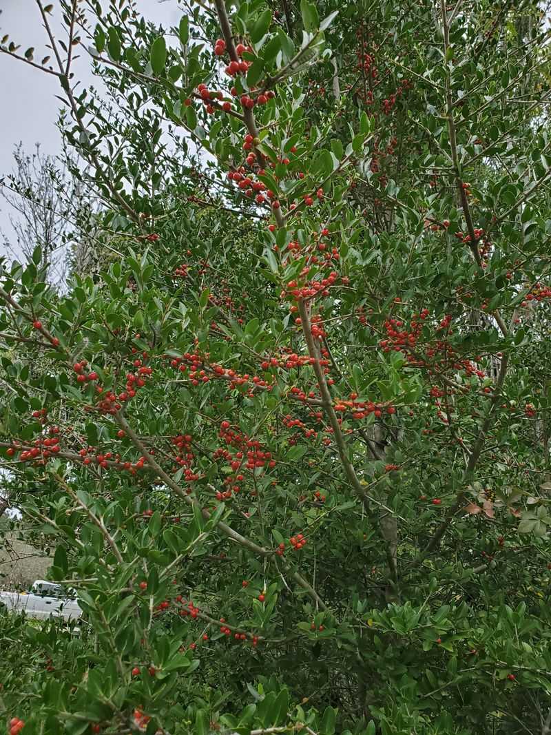 Yaupon Holly Handles Salt Spray And Coastal Winds With Ease