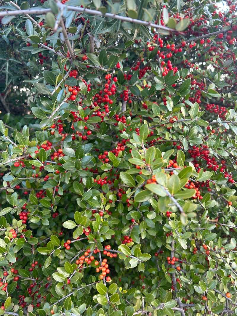 Yaupon Holly (Ilex Vomitoria)