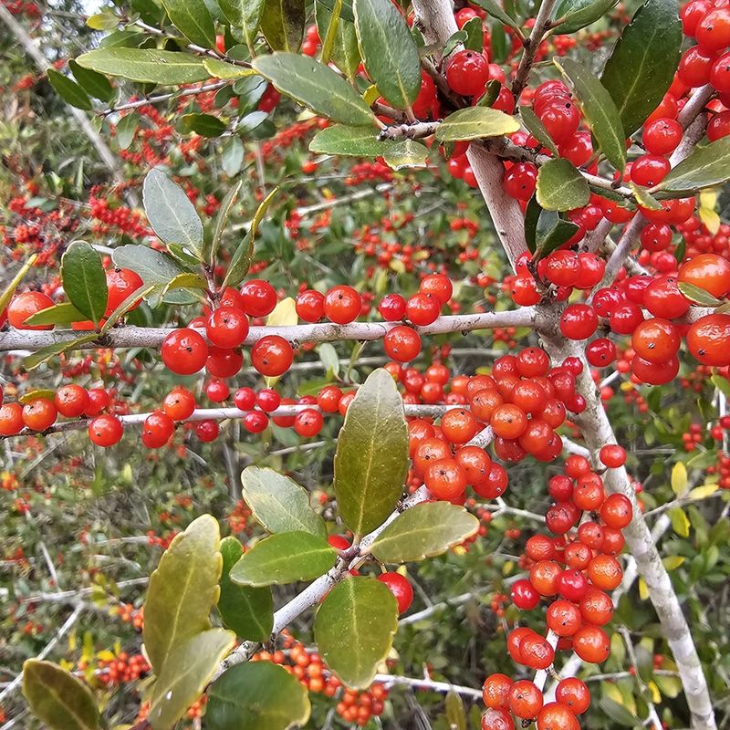 Yaupon Holly With A Tasty Secret Yaupon Holly With A Tasty Secret