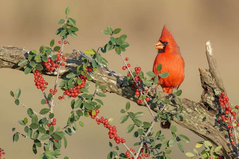 Yaupon Holly