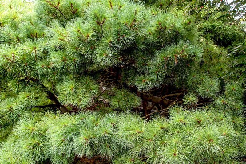 Year-Round Greenery Starts Paying Off Early