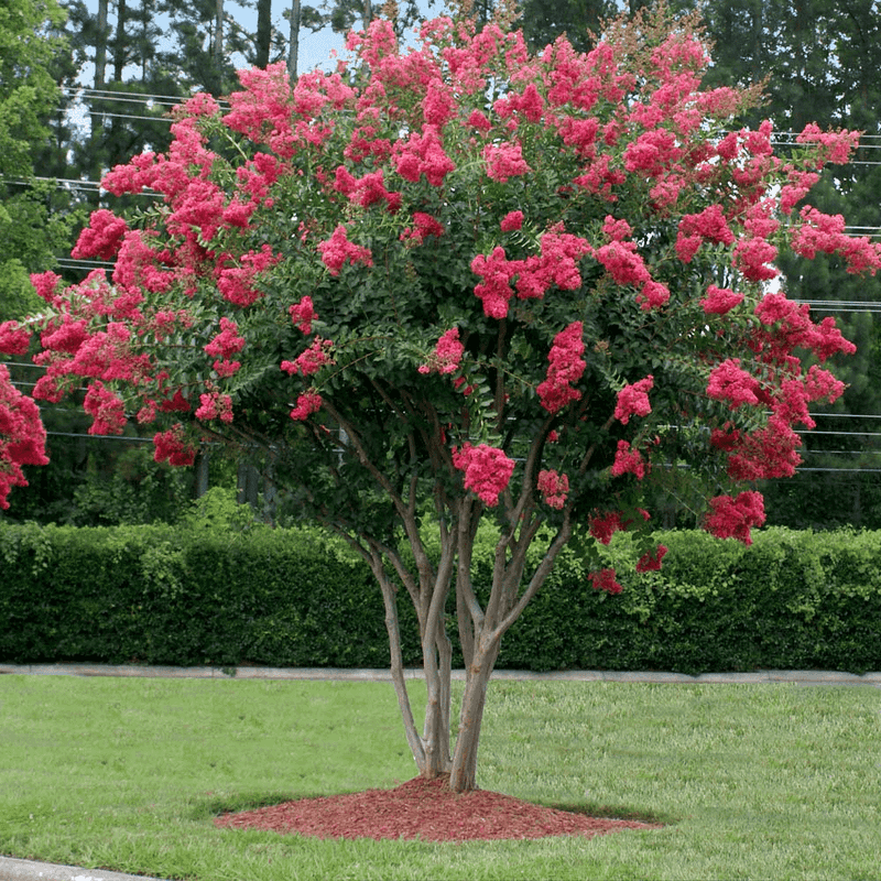 Years Of Growth Make An Established Tree Harder To Relocate Years Of Growth Make An Established Tree Harder To Relocate
