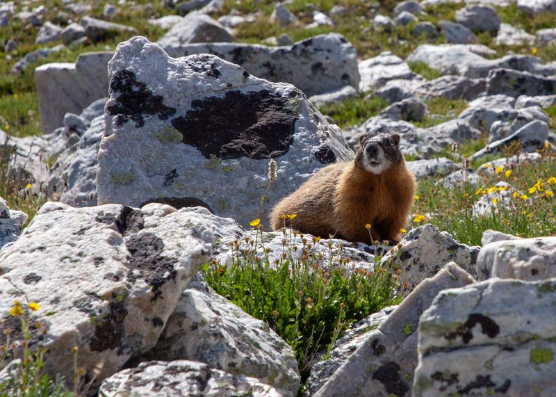 Yellow-Bellied Marmot Is The Napping Heavyweight Of The Tundra Yellow-Bellied Marmot Is The Napping Heavyweight Of The Tundra