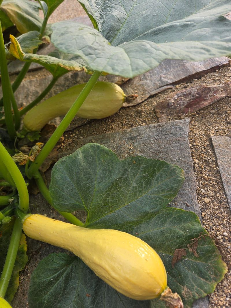 Yellow Crookneck