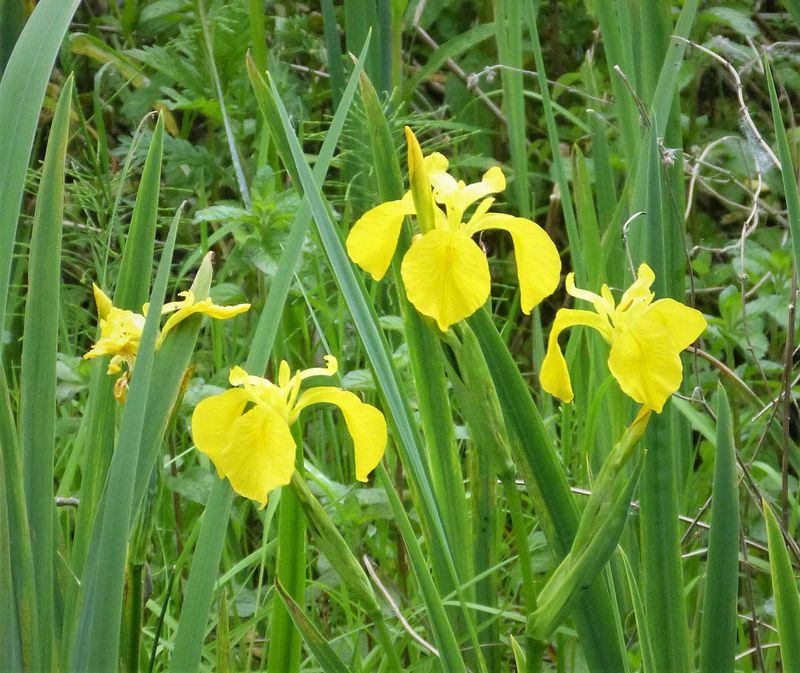 Yellow Flag Iris 