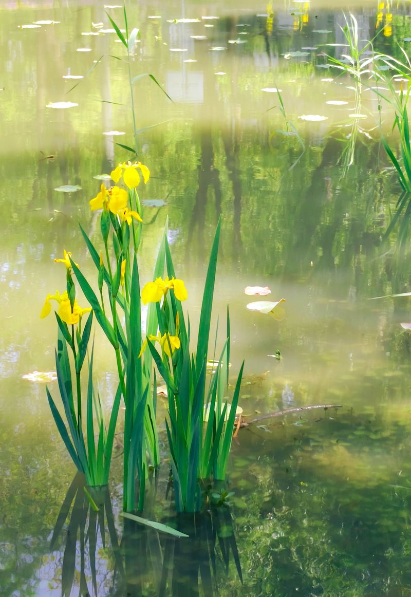 Yellow Flag Iris Brightens Ponds And Floats Its Seeds Away