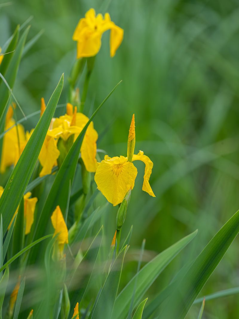 Yellow Flag Iris Yellow Flag Iris