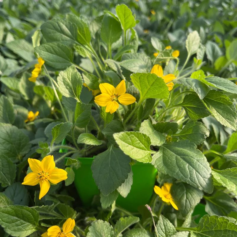 Yellow Flowers Add Color From Spring Into Summer