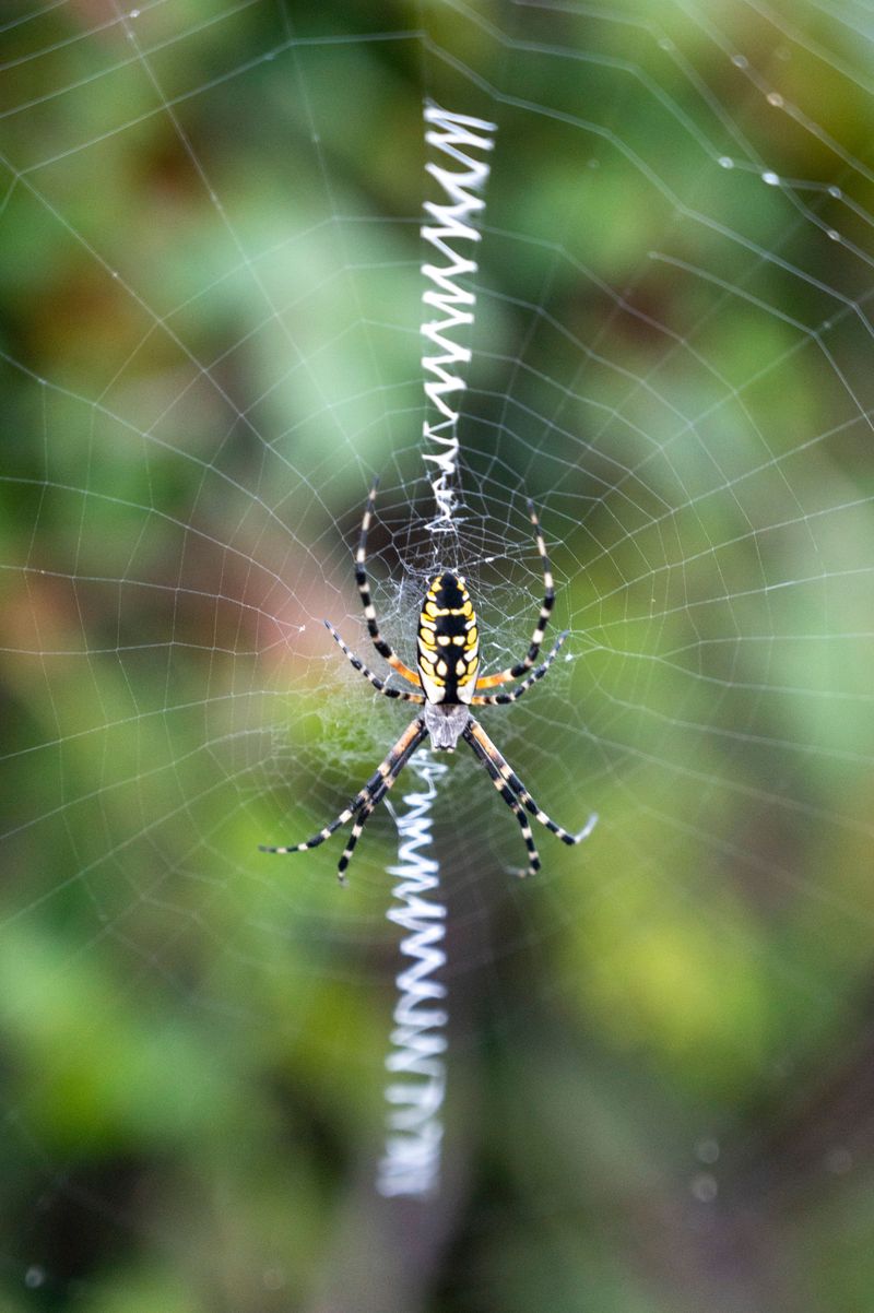 Yellow Garden Spiders Flash Their Zigzag Signature Yellow Garden Spiders Flash Their Zigzag Signature
