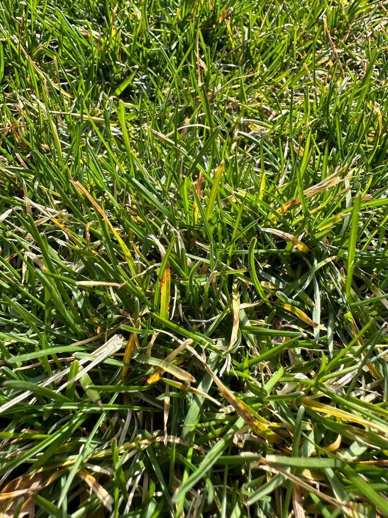 Yellow Grass Signals Hidden Lawn Stress