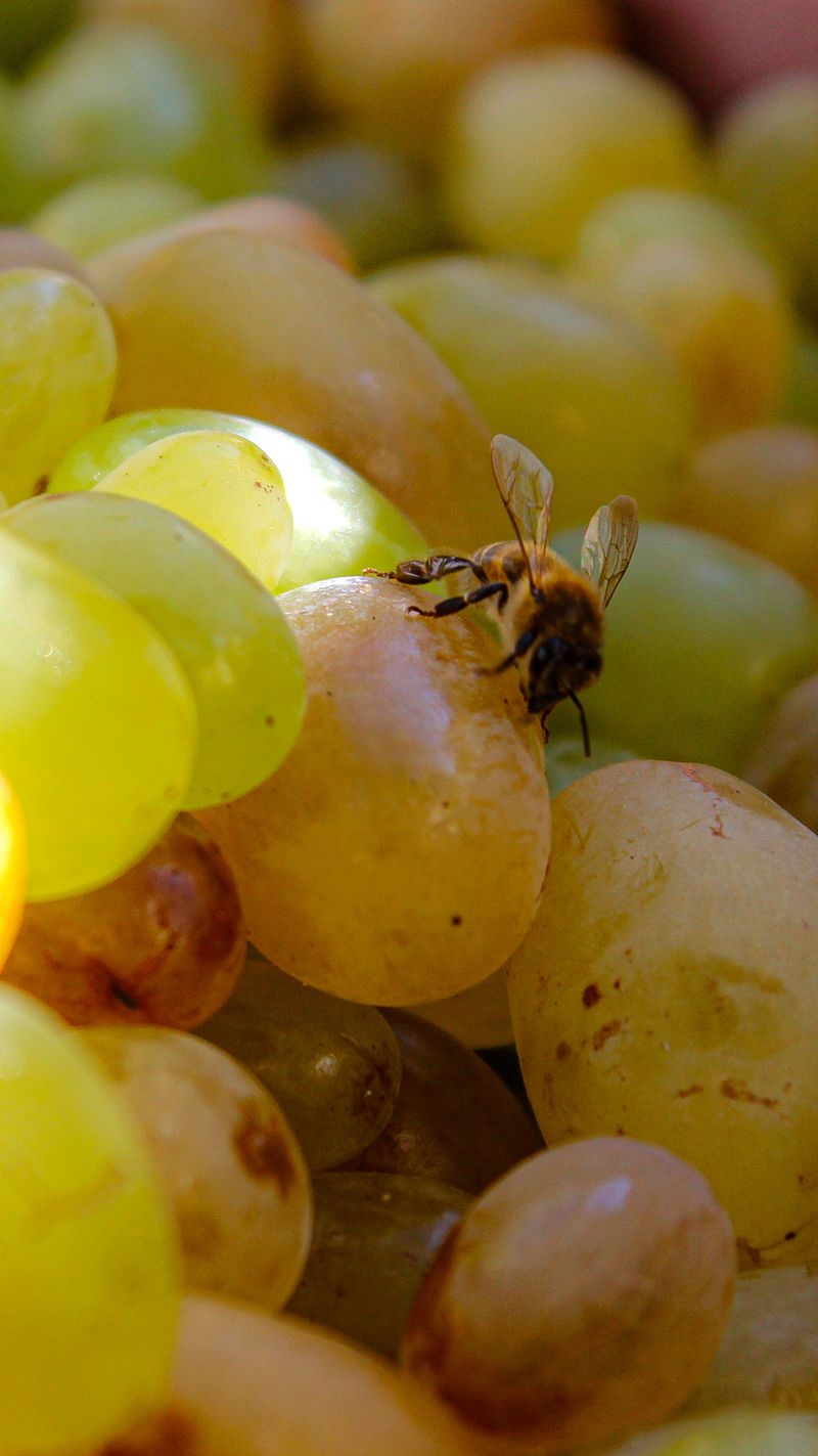Yellow Jackets And Bees Gather On The Sweet Leftovers